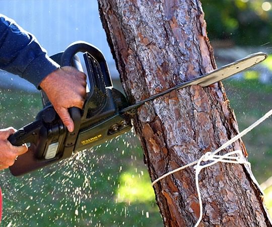 Спил деревьев в Калуге и  Калужской области